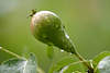 706207_ Birne Frucht nass mit Regentropfen in Grn der Bltter am Obstbaum reifend