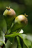 706222_ Birnen duo Pyrus communis, Gartenbirnen Paar, Obstpaar stehend in Obstfoto am Birnenbaum reifend