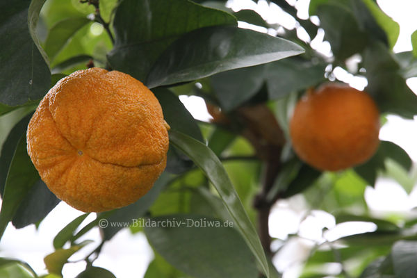 Pomeranze bittere Orange Zitrusfrchte am Obstbaum
