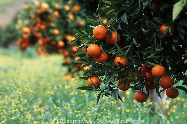 Orangen Pomeranze Baumfrchte ber Grnwiese