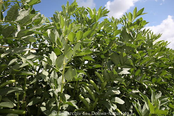 Buschbohnen in Bltterbusch Grnhlsen Fruchtreife Vicia faba Dicke Bohnen