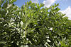 Buschbohnen in Bltterbusch Grnhlsen Fruchtreife Vicia faba Dicke Bohnen