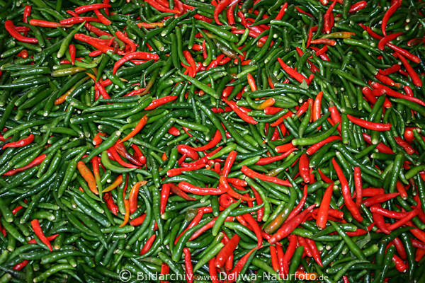 Cayennepfeffer rote & grne Schoten Vielzahl Chili Frchte