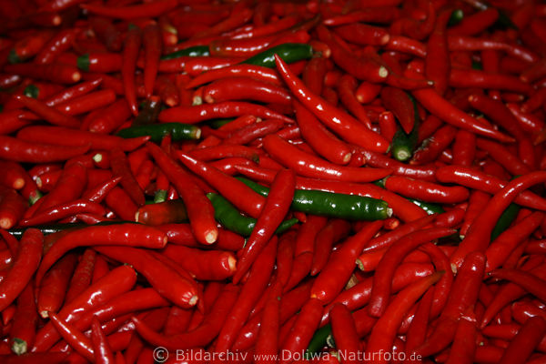 Chili Rotfrchte Peperoni rote Schoten