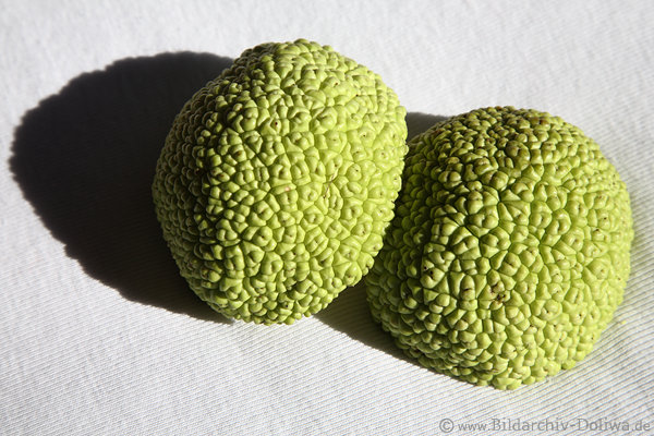 Jackfrucht Bild grne Baumfrchte Paar Tropenobst rund auf weissem Hintergrund