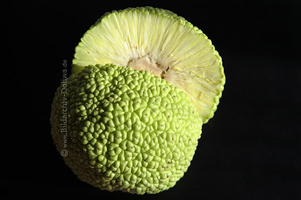 Jackfrucht Grnkugel rund Grnobst Querschnitt Jackfruit