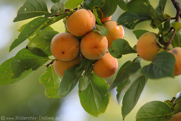 Kaki orangefarbene Frucht in Blttern Sharon reifendes Obst des Kakibaum(Diospyros kaki)