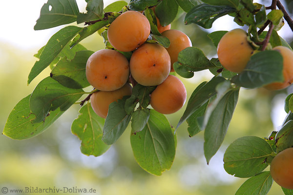 Kaki Gtterfrchte Foto orangenes Obst in Blttern am BaumGegenlicht Aufnahme