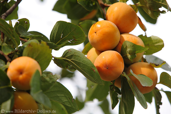 Kakibaum (Diospyros kaki) Ebenholzgewchs Tropenbaum mit reifenden Frchten