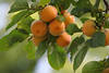 Kaki orangefarbene Frucht in Bltter Sharon reifendes Obst des Kakibaum