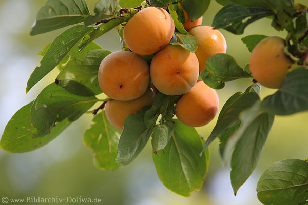 Kaki Frchte Kakibaum(Diospyros kaki) orangefarbene Sharon tropisches Obst Fruchtreife