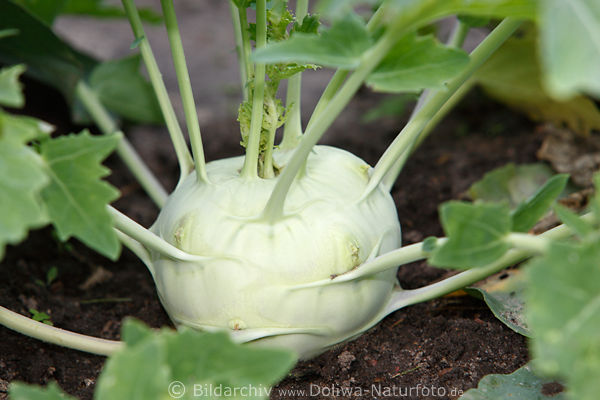 Kohlrabi grne Sprossen Bltter Frischgemse