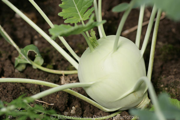 Kohlrabi Brassica oleracea frisches Gemse
