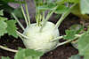 Kohlrabi Kugel grne Sprossen Bltter Foto frisches Gemse Gartenreife Cabbage ball green rungs with leaves