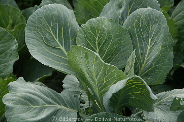 Weisskohl Grobltter Gemse Kohl Cabbage Kapusta