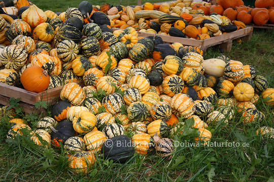Winterkrbisse Frchte Haufen bunt farbiges Gemse