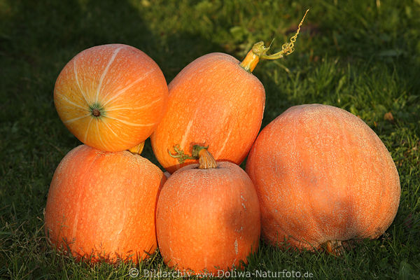 Cucurbita 5 Riesenkrbisse orange Fruchtgemse leuchtend in Abendlicht