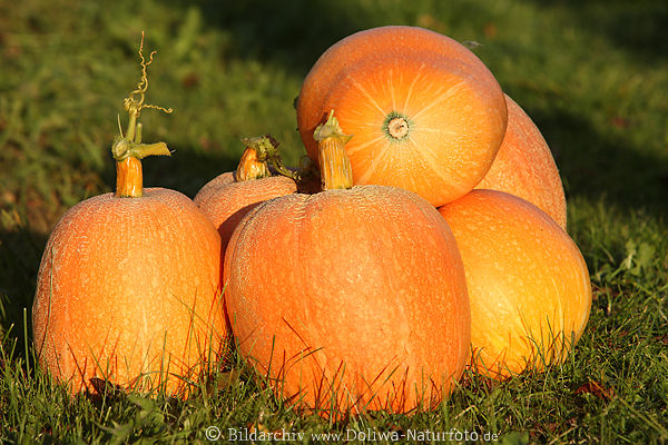 Krbisse Riesen SechserPack glhen in Abendlicht leuchtend Fruchtgemse gro gestapelt