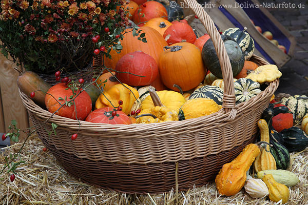 Korb Krbisse im Stroh buntes Gemse Stilleben Erntedank Food