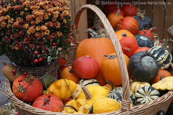 Krbiskorb voll Frchte Blumen Gemse Stilleben Cucurbita Food