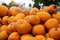 812553_ Riesenkürbis Cucurbita maxima Foto, Kürbisart Bild große orangefarbene Früchte Winterkürbisse