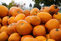 812553_ Riesenkrbis Cucurbita maxima Foto, Krbisart Bild groe orangefarbene Frchte Winterkrbisse