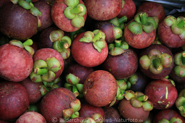 Mangostinen Mangostane exotische Frchte Garcinia mangostana