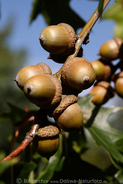 Eicheln Quercus Eichenfrchte Eichenbaumnsse