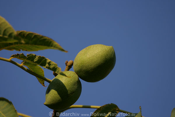Walnsse Paar grne Schalen reifend am Walnussbaum