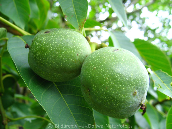 Walnsse Nussduo in Grnschale Foto Grnfrchte am Walnussbaum