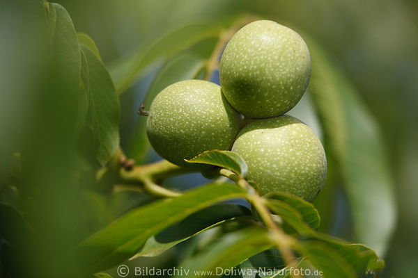 Walnsse Nuss-Trio in Grnschale knstlerisches Foto am Walnussbaum