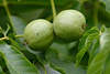 706613_ Walnüsse grünes Paar in Schale am Walnussbaum Juglans regia wachsen, Walnuss Nüsse Steinfrüchte