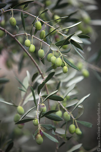 Olivenzweig Foto grne Olivenfrchte unreif am lbaum mit ledrigen Blttern
