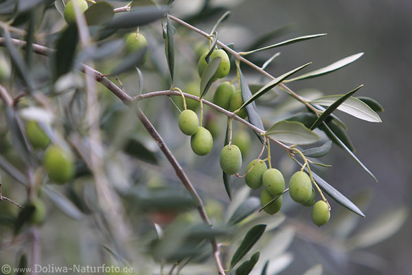 Oliven grne Olivenfrchte am Baum