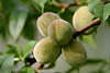 Pfirsiche runde Früchte am Baumzweig Prunus persica Steinobst Foto am Pfirsichbaum hängen
