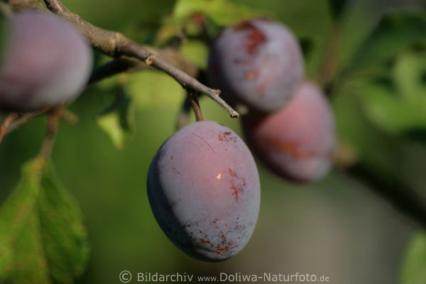 Zwetschgen Pflaumenzweig Obstbild Prunus domestica Steinobst Frchte