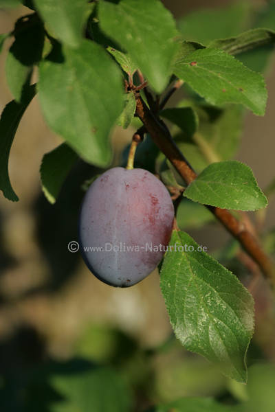 Zwetschge Pflaume Bild in Blttern Obstbaum Frucht Foodfoto am Obstzweig
