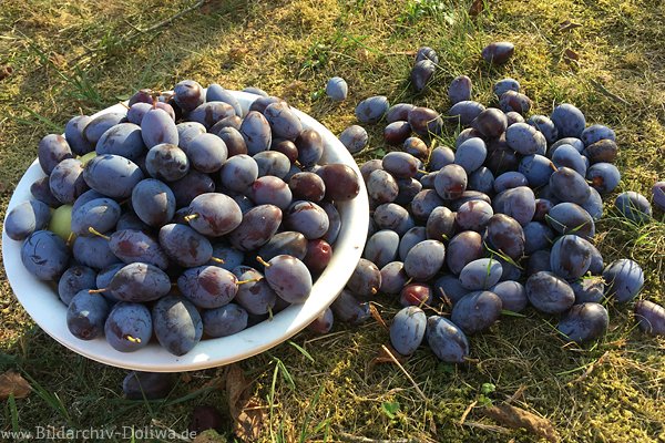 Zwetschgen Pflaumen Steinobst Foto Fruchternte in Schale Obstbild liegend am Boden