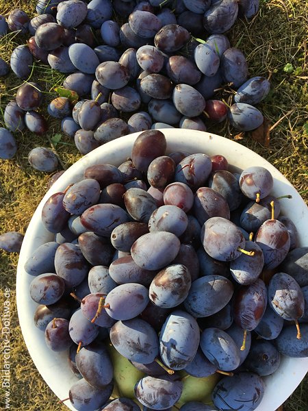Zwetschgen Pflaumenschale Foto Fruchternte-Sammlung gepfcktes Steinobst-Bild