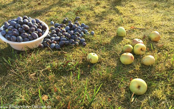 Pflaumen mit pfeln Fallobst Foto am Boden liegende Zwetschgen Fruchternte Bild