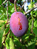 Pflaume Steinobst Frucht des Pflaumenbaumes - Prunus domestica