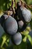Zwetschgen Pflaumen Foto Steinobst am Baum oval-rund Früchte Prunus domestica