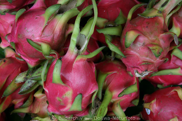 Rote Pitayas Drachenfrucht - Hylocereus undatus Image Pitahaya exotische Thai-Frchte