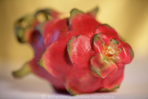 Rote Pitaya Pitahaya exotische Drachenfrchte Hylocereus undatus