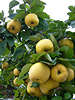 Apfelquitten, Quitten gelbe Frchte am Baum