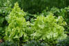 706588_ Eisbergsalat Foto, Salat grne groe Bltter Salatart Blattgemse Gartenbild