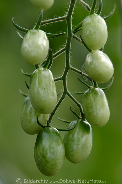 Minitomaten grn Langtomaten am Strauch knstlerisches Foto