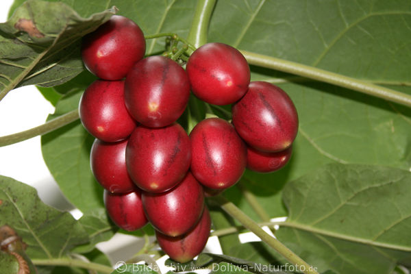 Baumtomaten Solanum betaceum rote Tomatenart