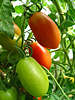 Langtomaten grn & rot lngliche Tomatenart am Strauch in Garten, Lycopersicon esculentum Fruchtreife