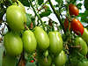 Langtomaten grün & rot längliche Tomatenart im Garten am Strauch hängen & reifend